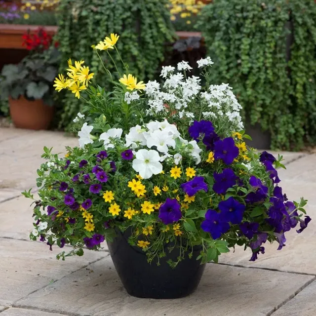 World Botanics Nautical Chic bakplanten speedplanter 7 st blauw