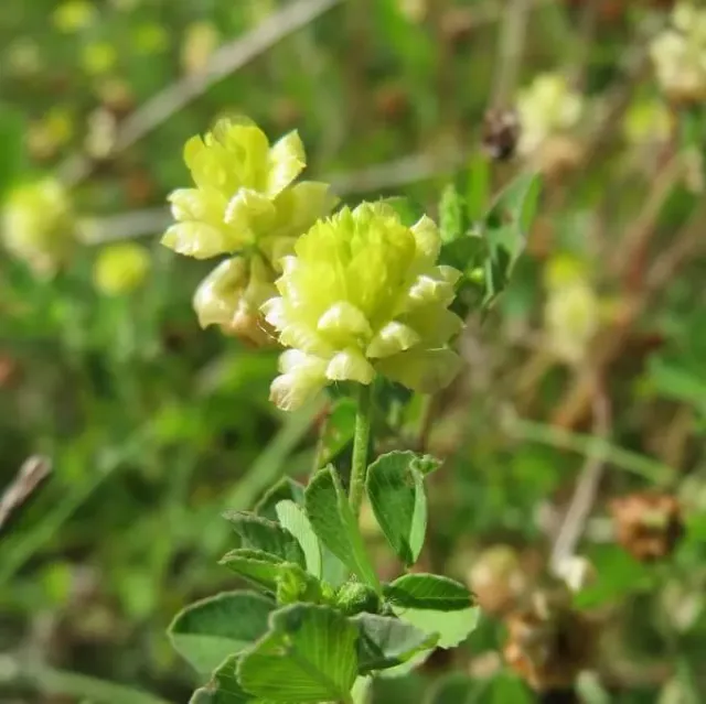 MediGran Trifolium campestre liggende klaver zaden onbespoten