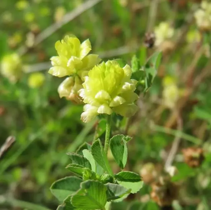 MediGran Trifolium campestre liggende klaver zaden onbespoten