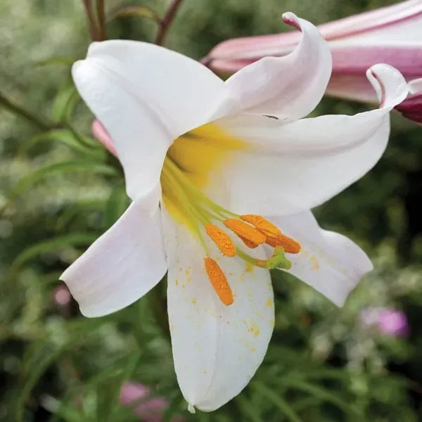 World Botanics Lilium Regale lelie bollen wit geurend