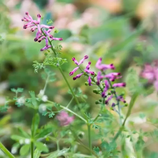 MediGran Fumaria officinalis Duivenkervel zaden eenjarig
