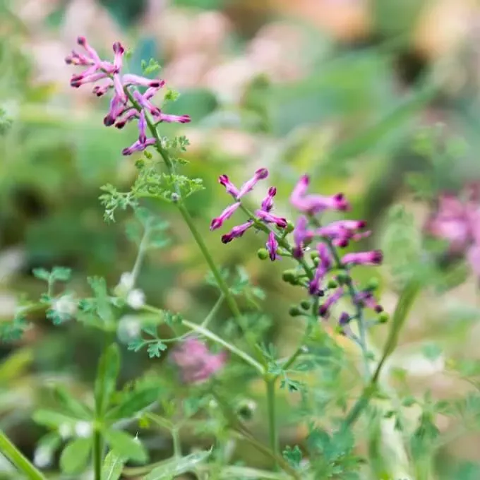 MediGran Fumaria officinalis Duivenkervel zaden eenjarig