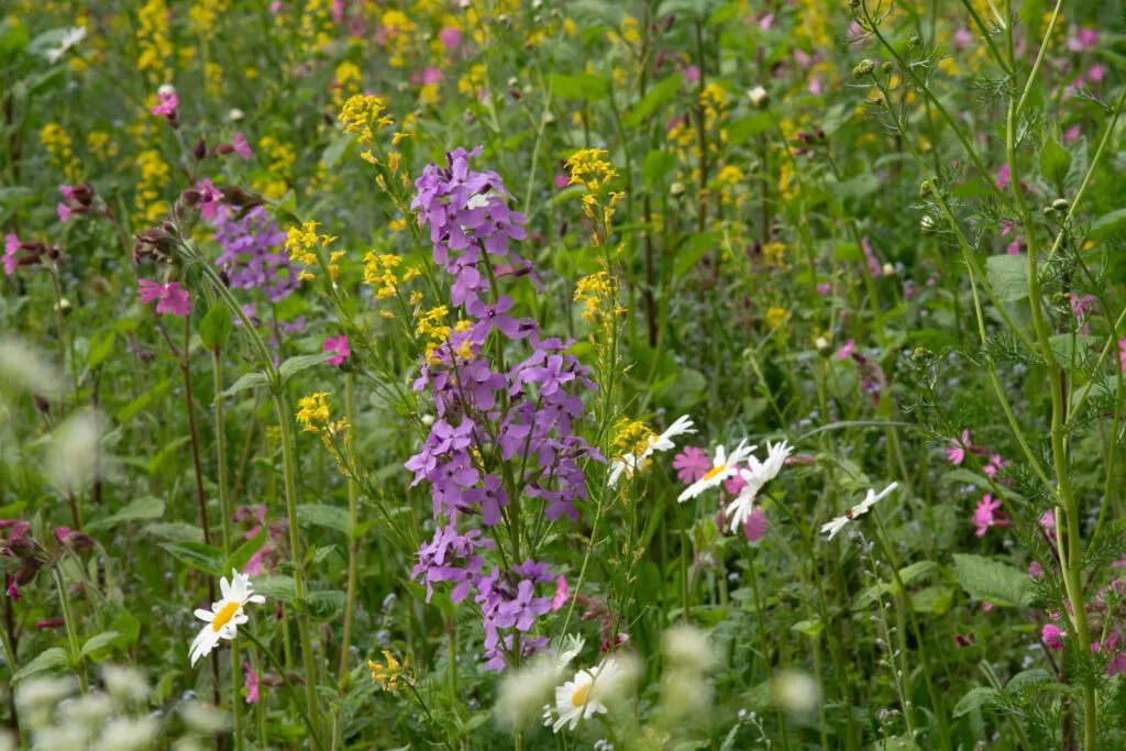 MediGran Damastbloem Hesperis matronalis zaden avondgeur