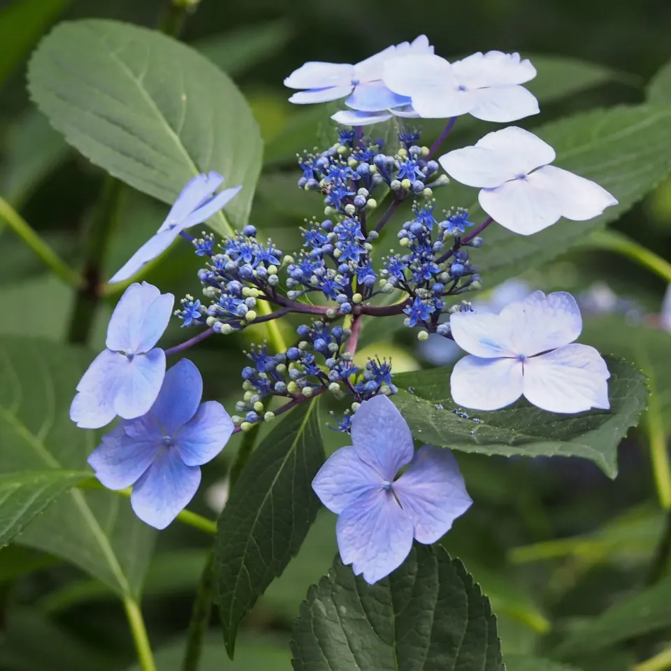 De Tuinen van MergenMetz Mariesii Lilacina berghortensia schaduw