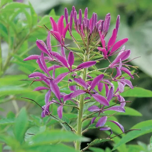 World Botanics Cleome Violet Queen zaden spinbloem paars