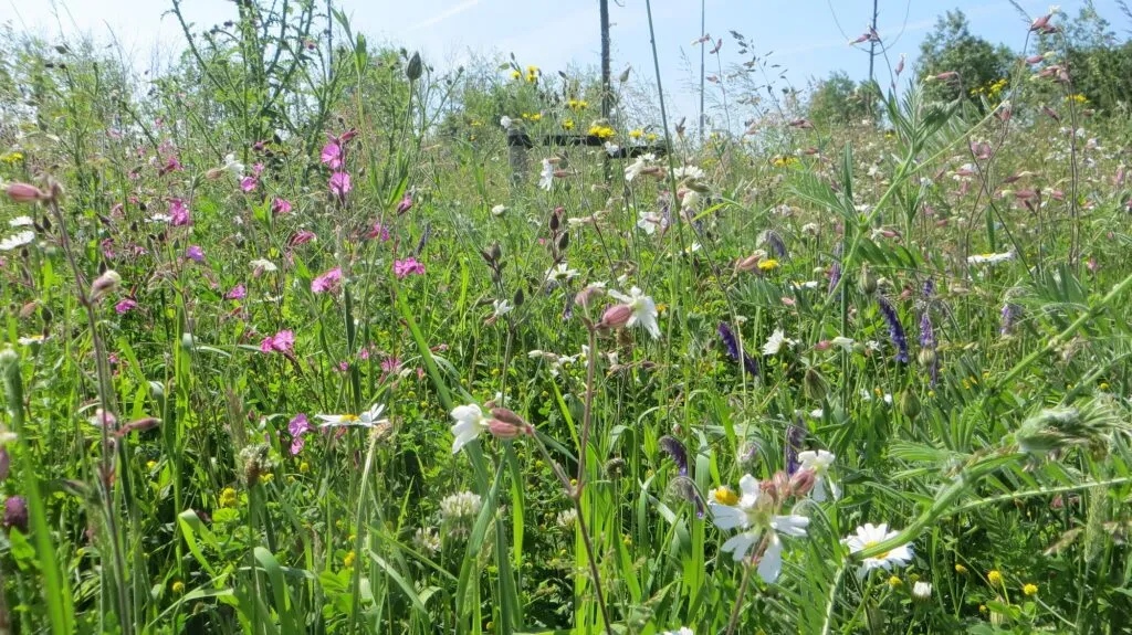 MediGran Graslandflora GD-67 bloemenmengsel zandgrond