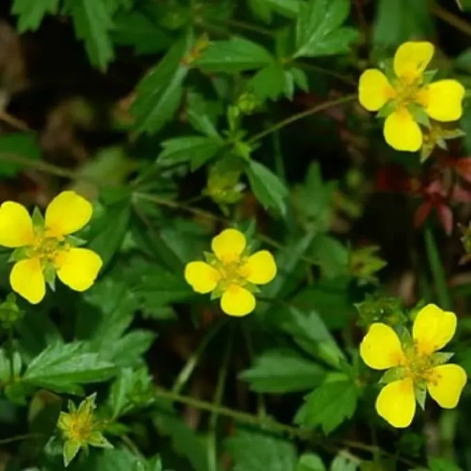 MediGran Potentilla erecta Tormentil zaden meerjarig