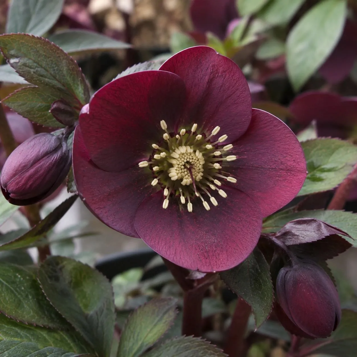 World Botanics Helleborus Halcyon Early Dark Red kerstroos 9cm donkerrood