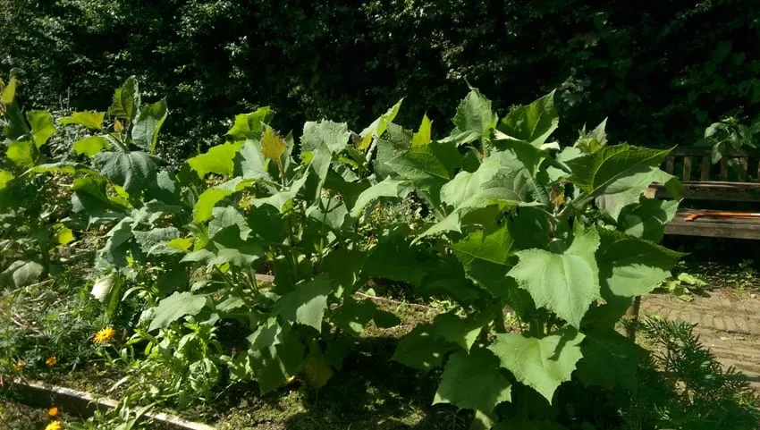 De Tuinen van MergenMetz Yacon appelwortel wortelknol zoet