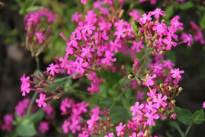 Vitale Rassen Lijmkruid zaden bloemen