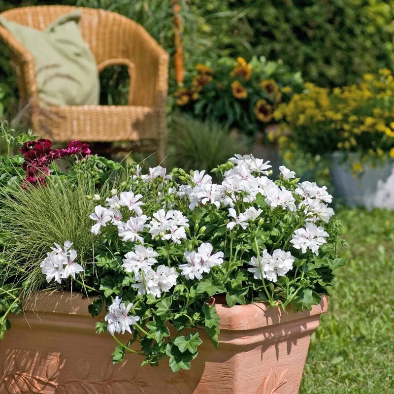 World Botanics Pelargonium Trailing Collection hanggeranium 15 planten