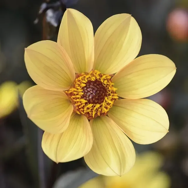 World Botanics Dahlia Happy Single Party knol 1 stuk geel