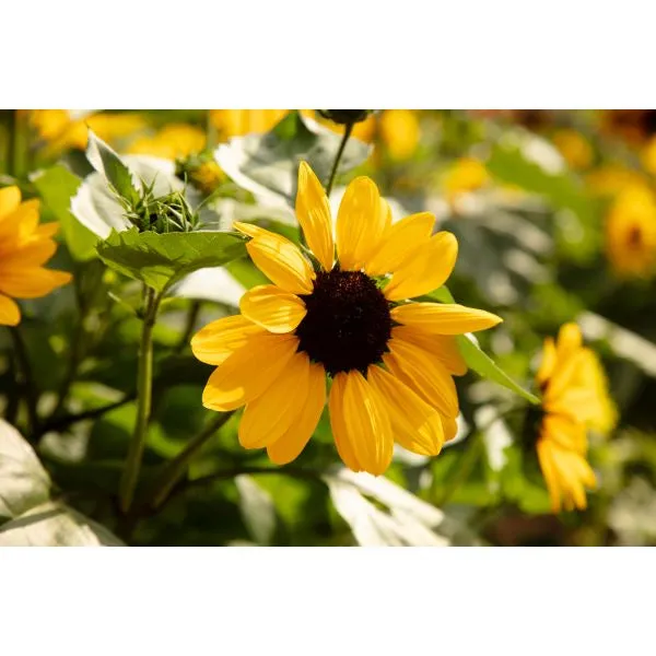 World Botanics Full Summer zonnebloem planten compact