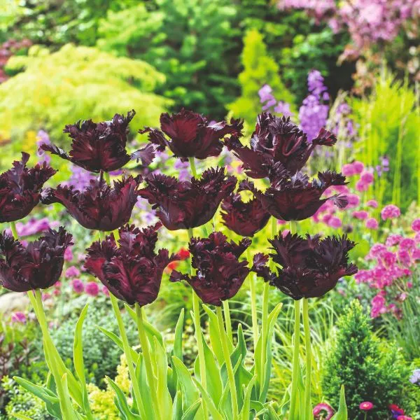 World Botanics Tulp Black Parrot bloembollen 15 stuks donkerrood
