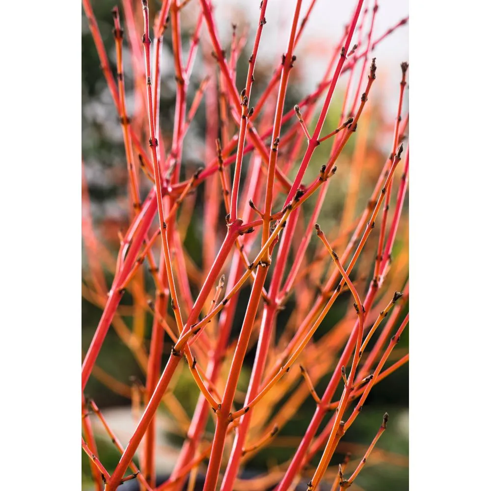 World Botanics Cornus Midwinter Fire sierheester 1x 9cm winterkleur