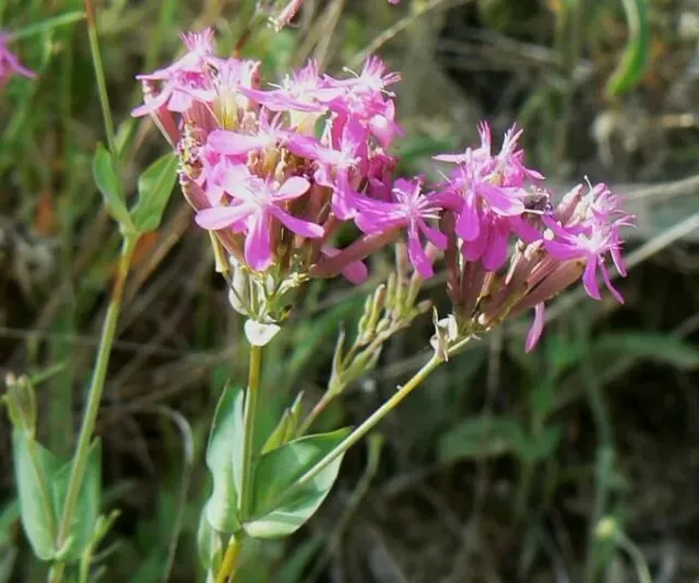 MediGran Silene armeria zaden pekbloem roze