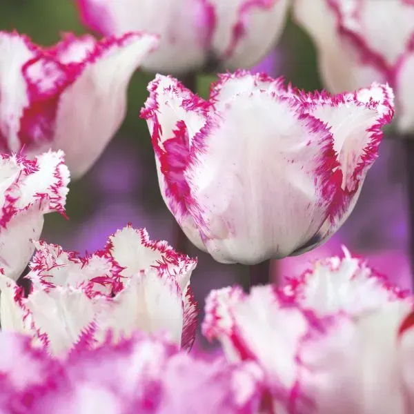 World Botanics Blueberry Ripple tulpenbollen 15 stuks paars-wit