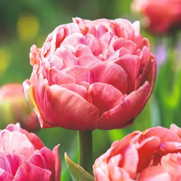World Botanics Copper Image tulpenbollen 15 stuks oranje
