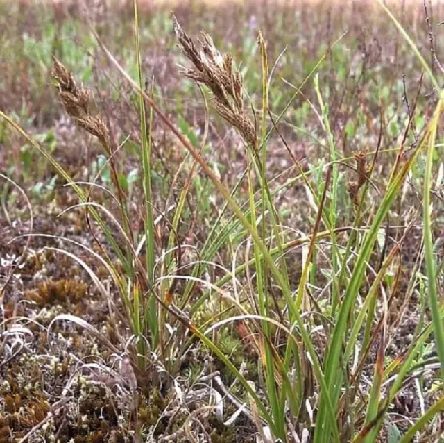 MediGran Carex arenaria zaden zandzegge onbespoten