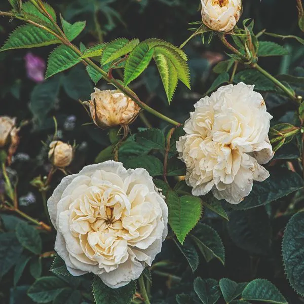World Botanics Rose Alba Maxima struikroos 1 plant wit