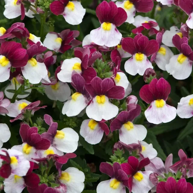World Botanics Nemesia Lady Emma jonge planten 5 stuks tweekleurig