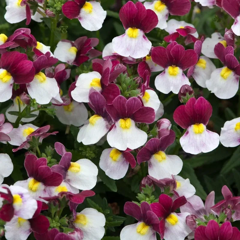 World Botanics Nemesia Lady Emma jonge planten 5 stuks tweekleurig