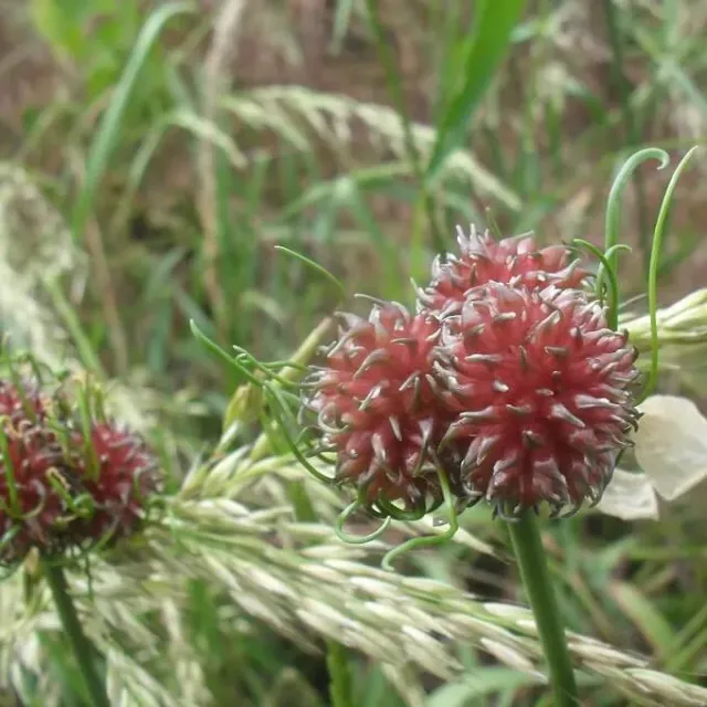 MediGran Kraailook Allium vineale zaden onbespoten