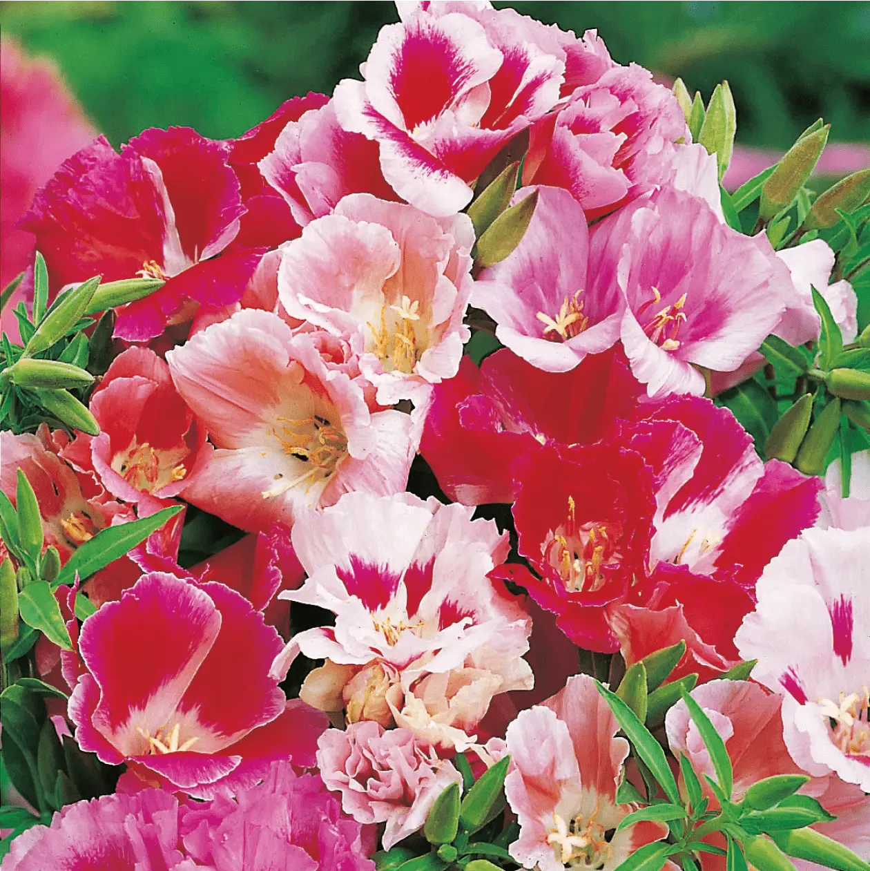 World Botanics Godetia Azalea Double Mixed bloemzaden najaarszaai