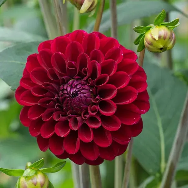 World Botanics Maroon Fox dahlia plant bordeaux