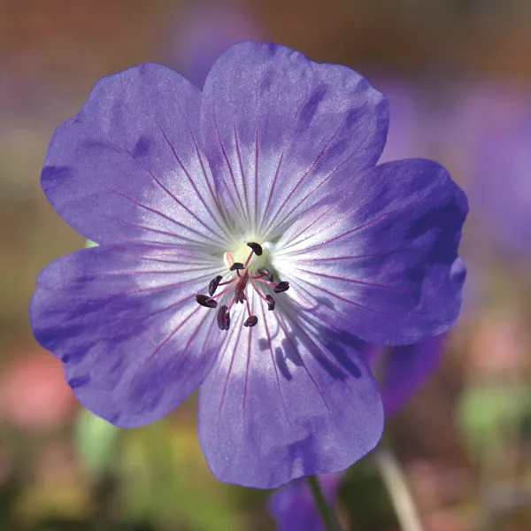 World Botanics Geranium Rozanne potplant 9cm pot blauw