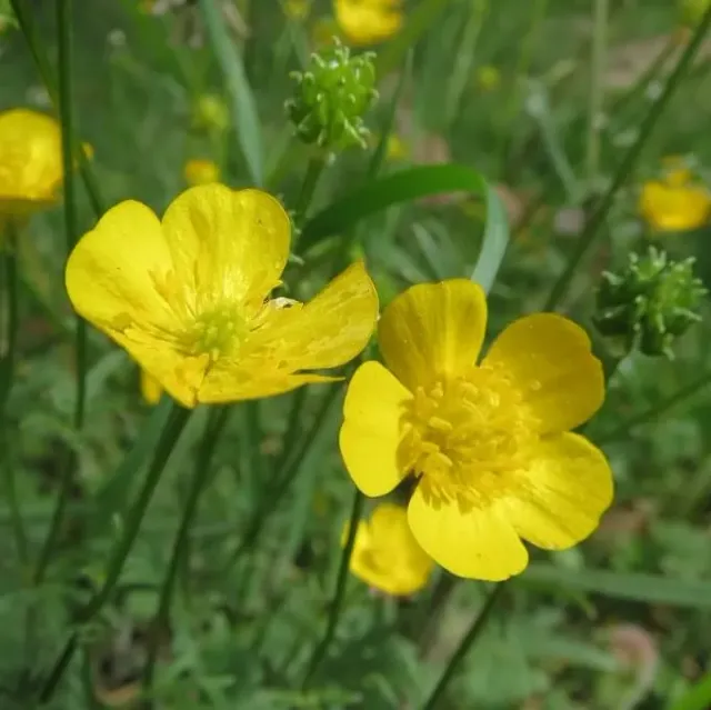 MediGran Ranunculus acris boterbloem zaden onbespoten hooiland