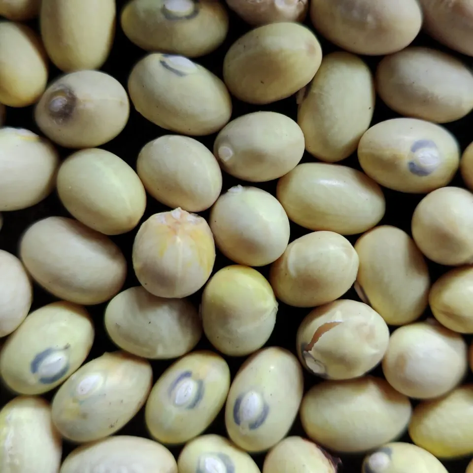 De Tuinen van MergenMetz Boon Hutterite stamboon zaden 20 stuks