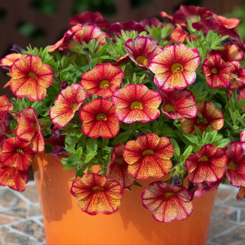 World Botanics Calibrachoa Single Orientale jonge planten 5 stuks oranje