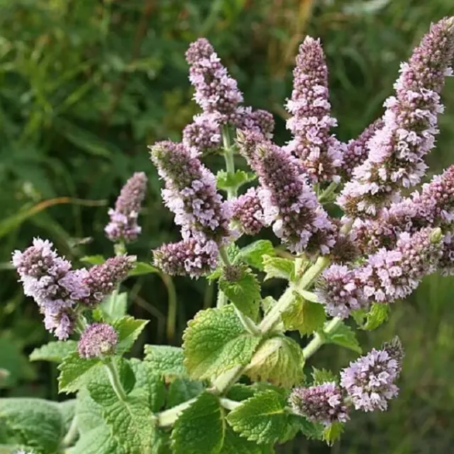 MediGran Mentha spicata aarmunt zaden onbespoten