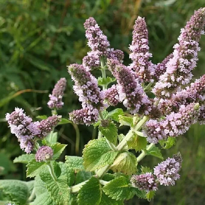MediGran Mentha spicata aarmunt zaden onbespoten
