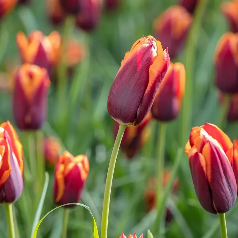 World Botanics Slawa tulpenbollen 15 stuks rood-oranje