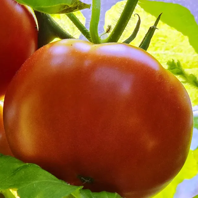 De Tuinen van MergenMetz Tomaat Aurora tomatenzaden 15 stuks
