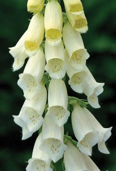 World Botanics Alba vingerhoedskruid bloemzaden wit tweejarig