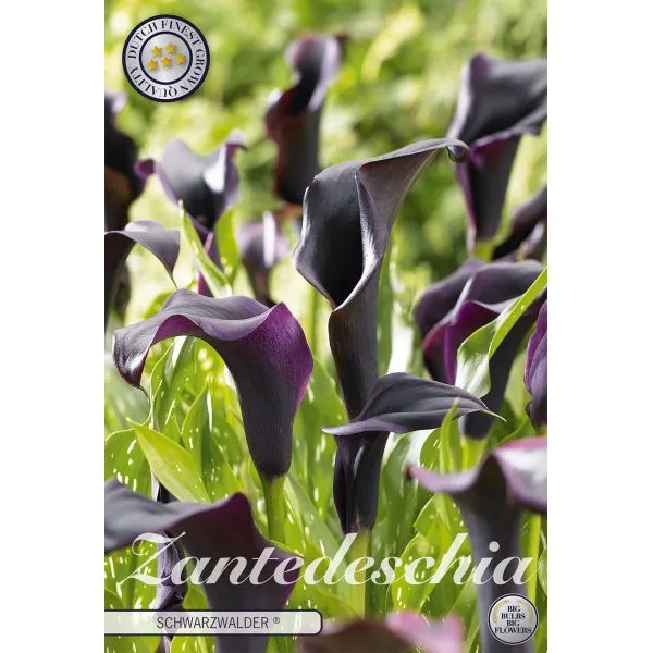 World Botanics Zantedeschia Schwazwalder bloembollen paars