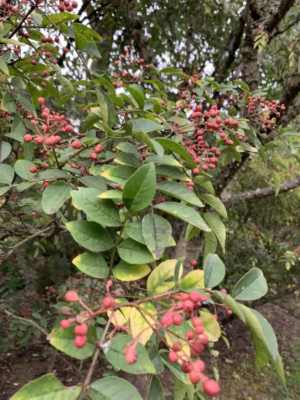 De Tuinen van MergenMetz Zanthoxylum simulans peperplant C20
