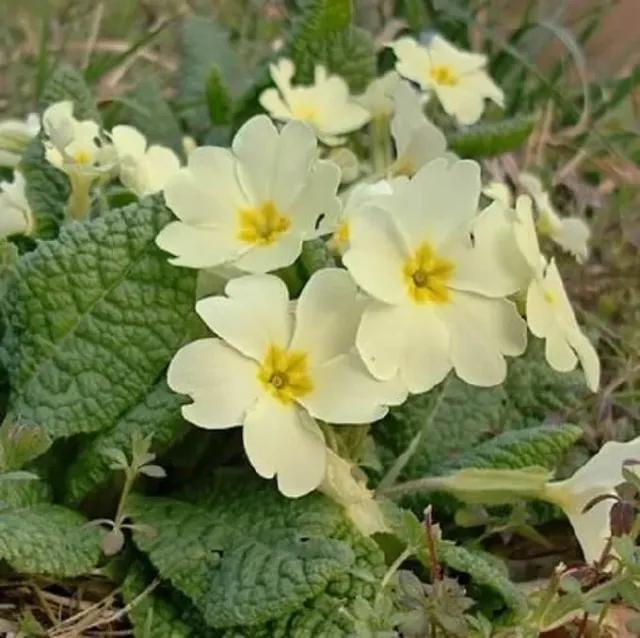 MediGran Primula vulgaris zaden stengelloze sleutelbloem onbespoten