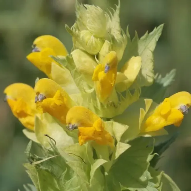 MediGran Rhinanthus angustifolius Grote ratelaar zaden halfparasiet