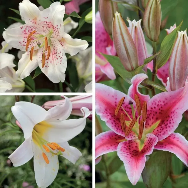 World Botanics Scented Lilium leliebollen 9 stuks geurend