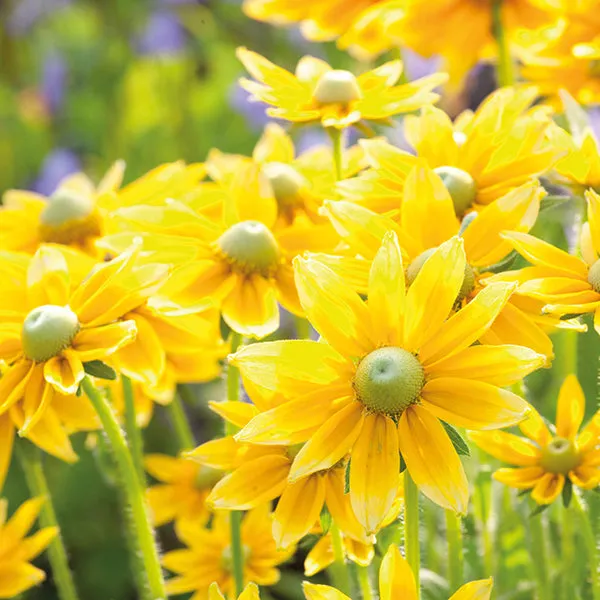 World Botanics Prairie Sun rudbeckia planten 15 stuks