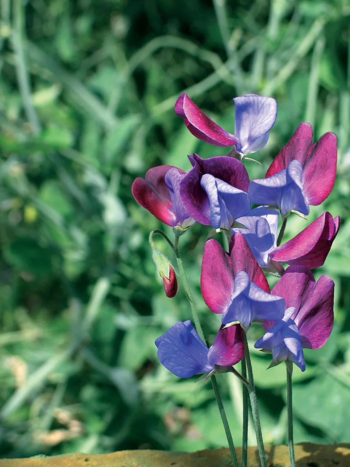 World Botanics Cupani reukerwt zaden geurend klimmend