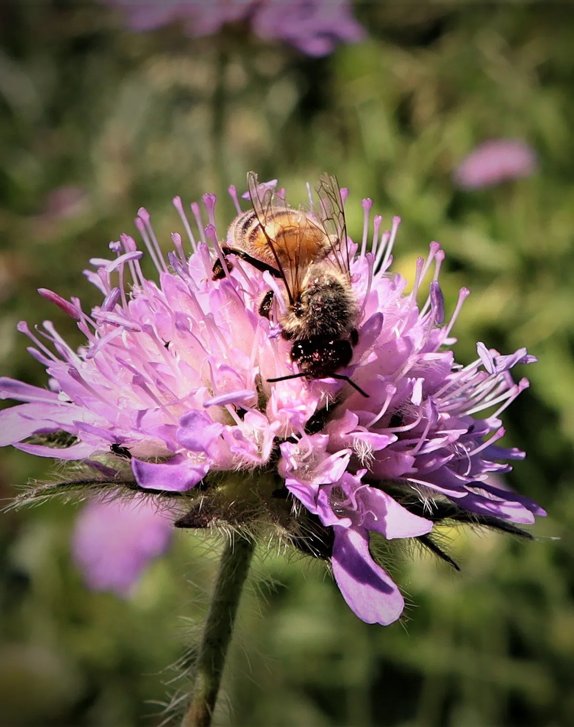 MediGran Knautia arvensis Beemdkroon zaden lila bloemen