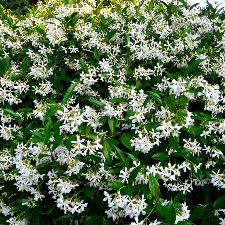 World Botanics Trachelospermum jasminoides sterjasmijn klimplant 9cm