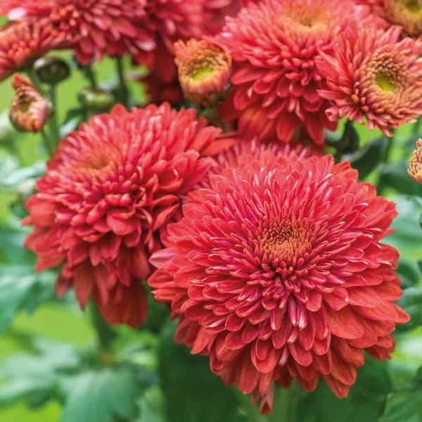 World Botanics Quantock Collection chrysant planten 5 stuks pluk