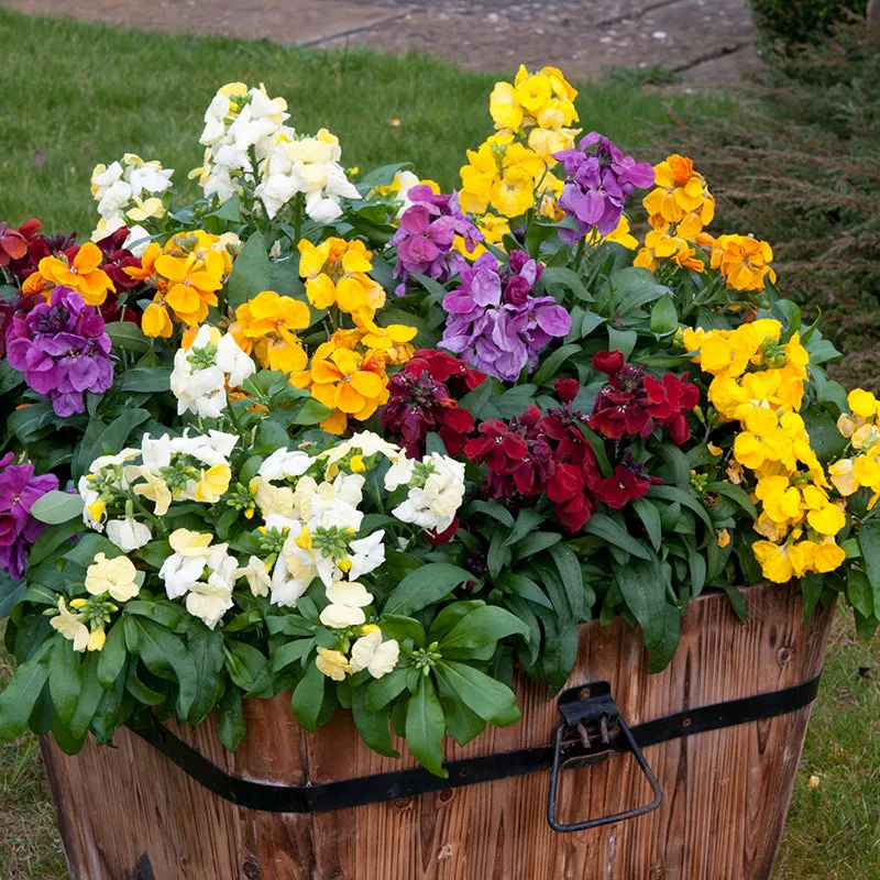 World Botanics Wallflower Sugar Rush Mixed F1 muurbloem 15 stuks