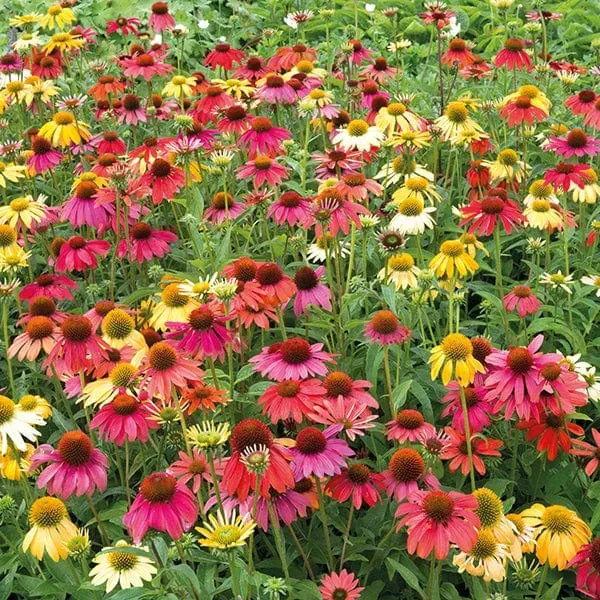 World Botanics Cheyenne Spirit Echinacea planten 15 stuks mix